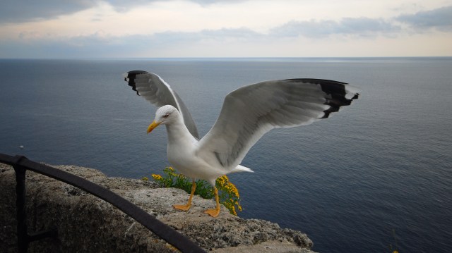 Über die Dächer von Monaco_10