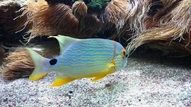 Ozeanographisches Museum Monaco_10