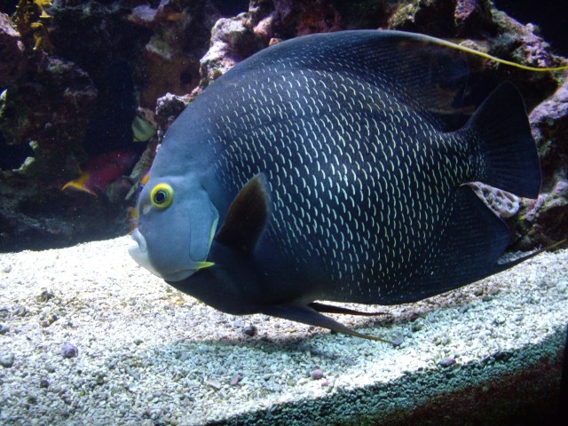 Ozeanographisches Museum Monaco_2