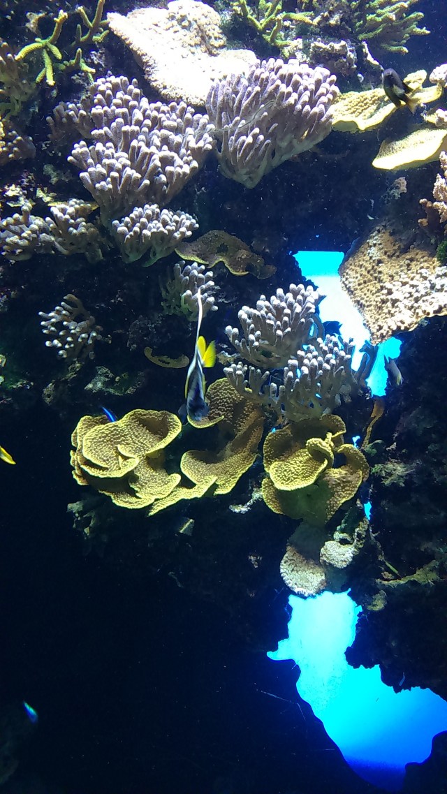 Ozeanographisches Museum Monaco_6