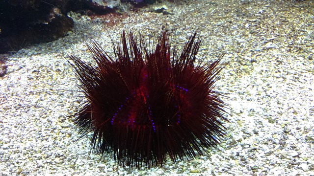 Ozeanographisches Museum Monaco_9